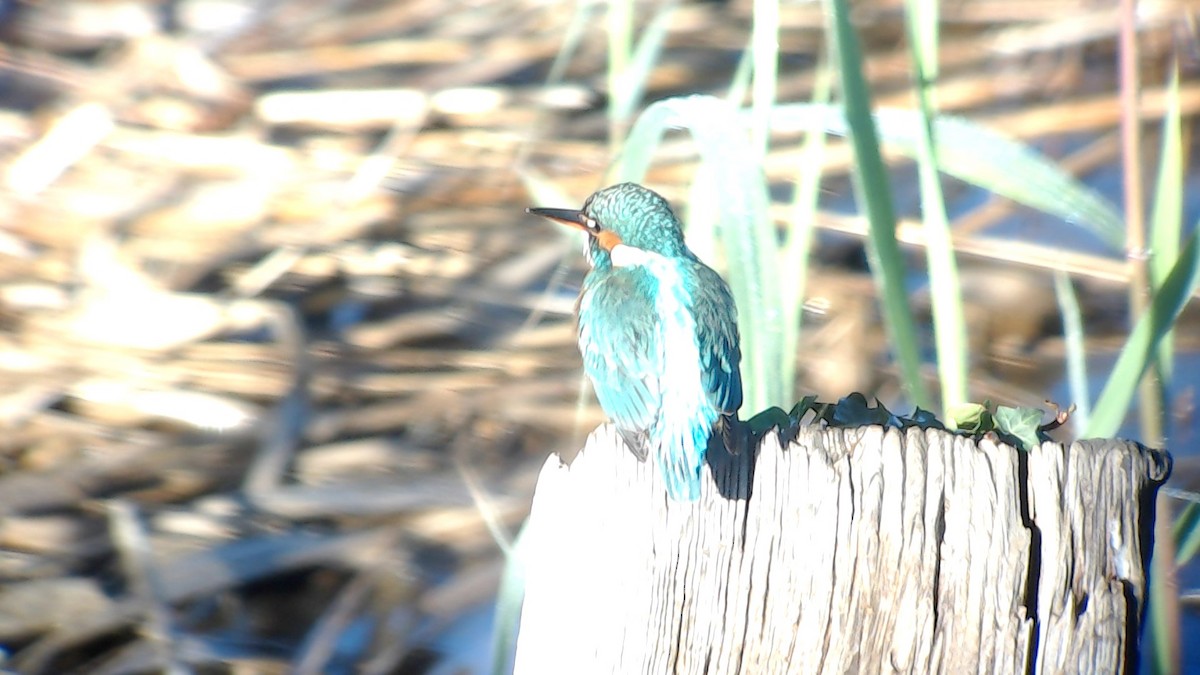 Common Kingfisher - Urdaibai  Bird Center