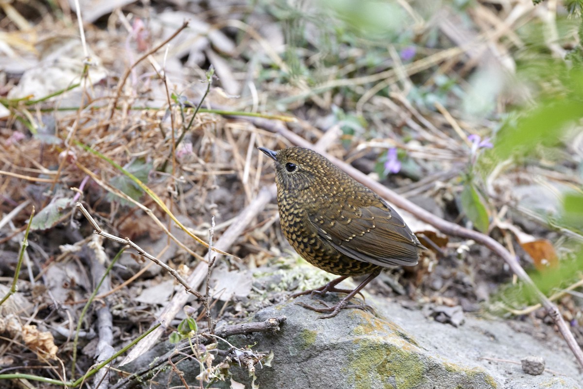 Scaly-breasted Cupwing (Himalayan) - ML280780721