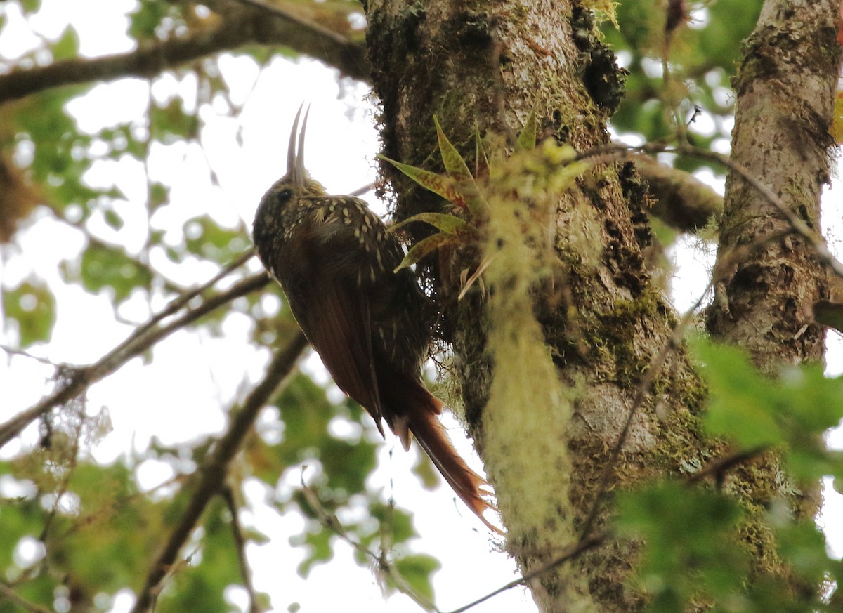 Spot-crowned Woodcreeper (Southern) - William Price