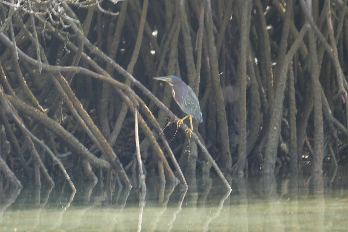 Green Heron - Nancy Houlihan