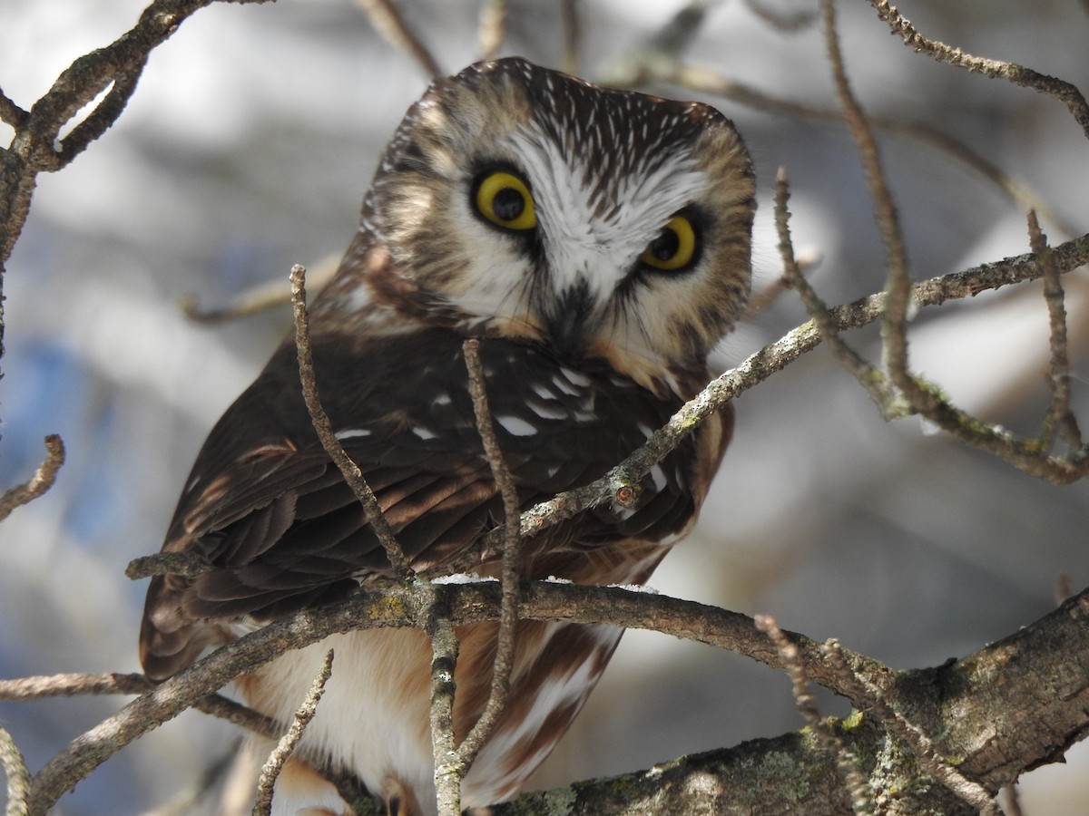 Northern Saw-whet Owl - Matthew Thompson