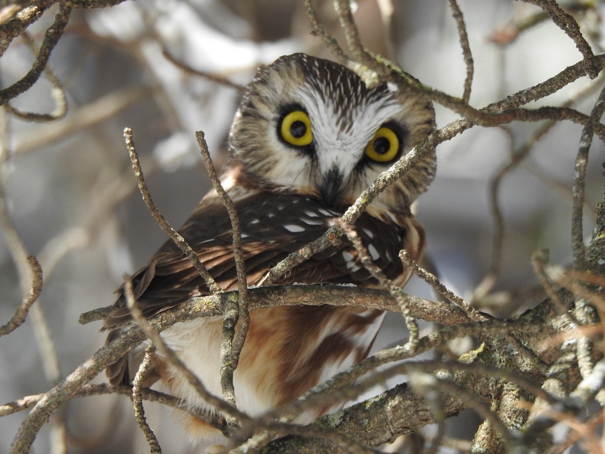 Northern Saw-whet Owl - ML280783791