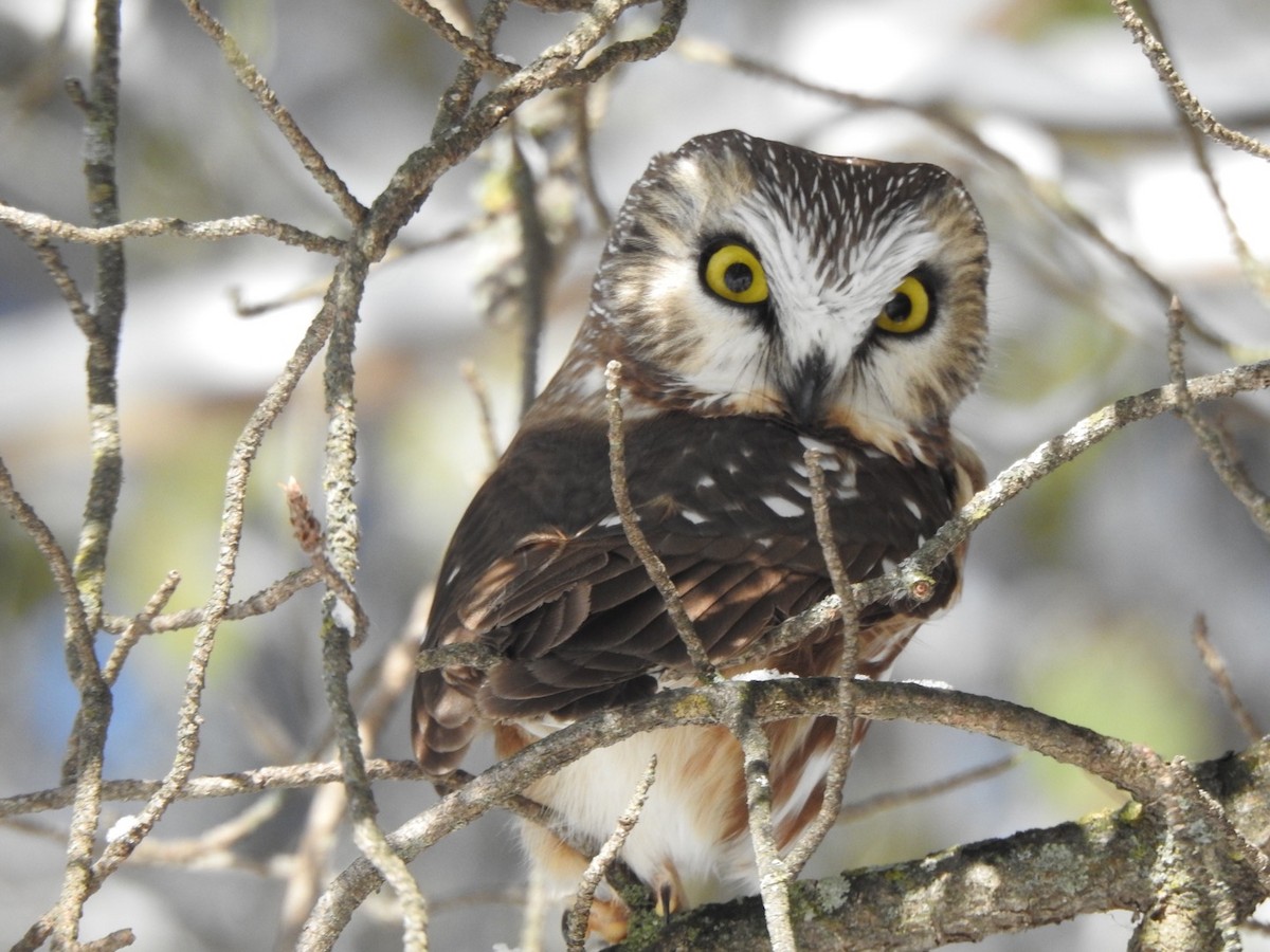 Northern Saw-whet Owl - Matthew Thompson