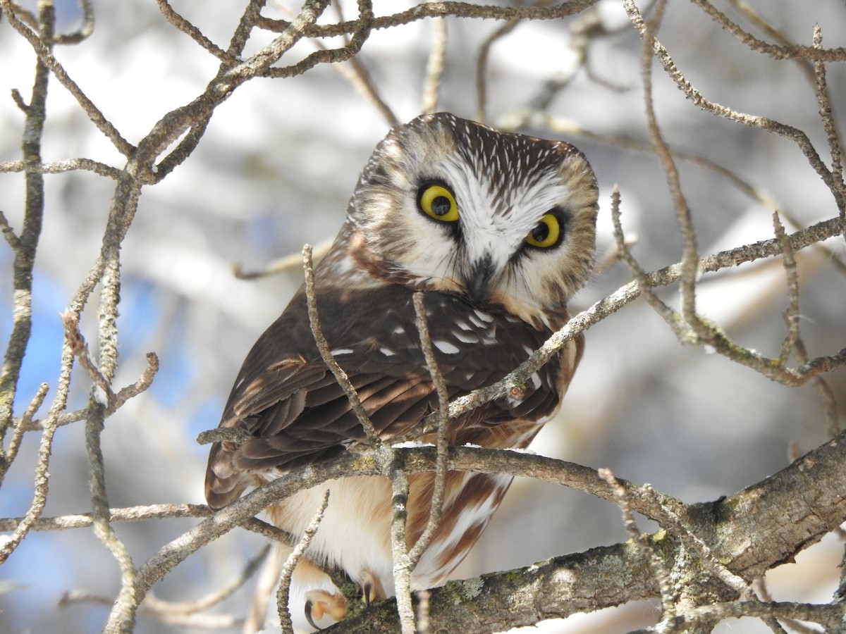 Northern Saw-whet Owl - Matthew Thompson