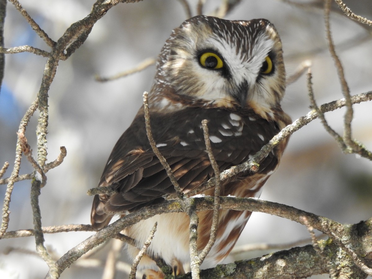 Northern Saw-whet Owl - Matthew Thompson