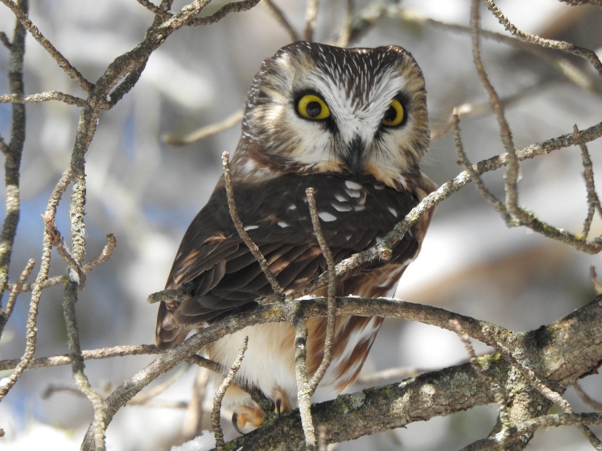 Northern Saw-whet Owl - Matthew Thompson