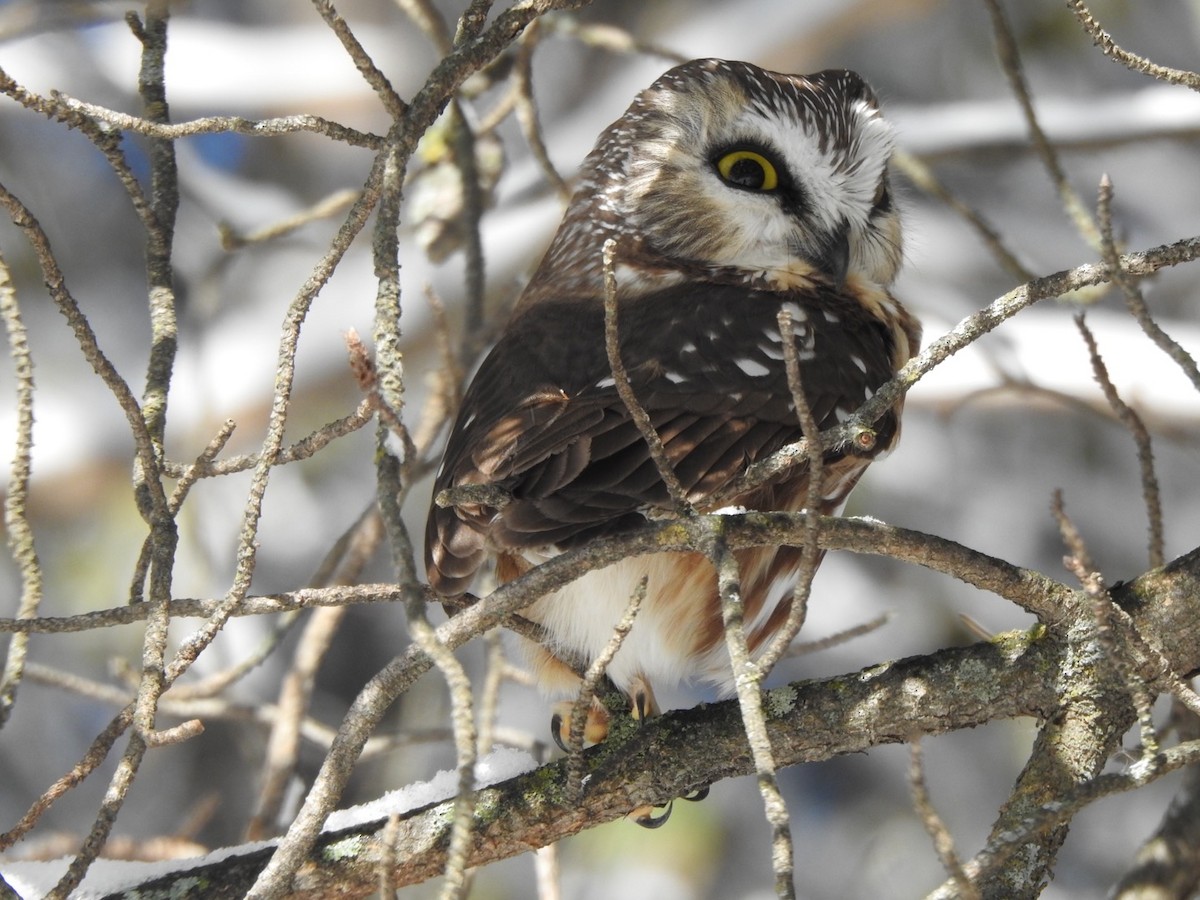 Northern Saw-whet Owl - ML280783851