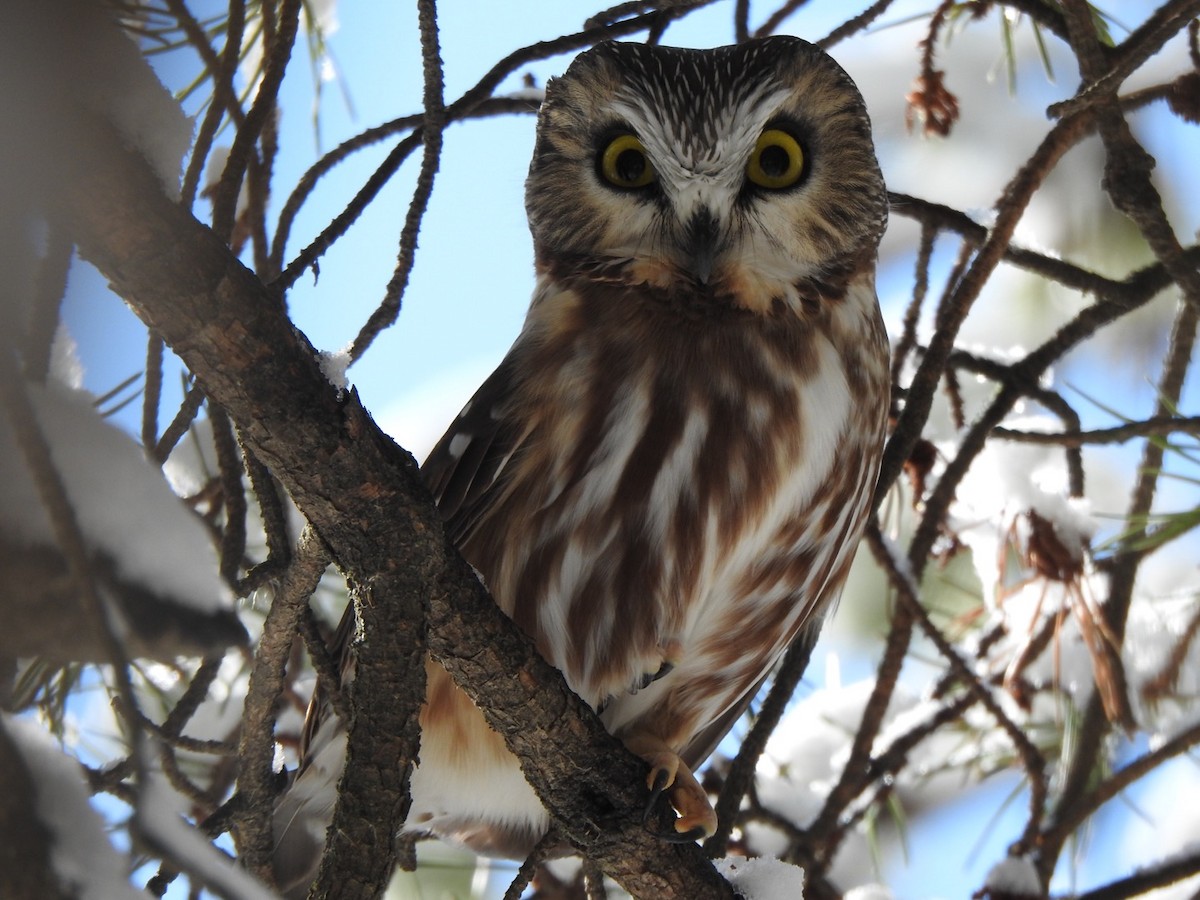 Northern Saw-whet Owl - Matthew Thompson