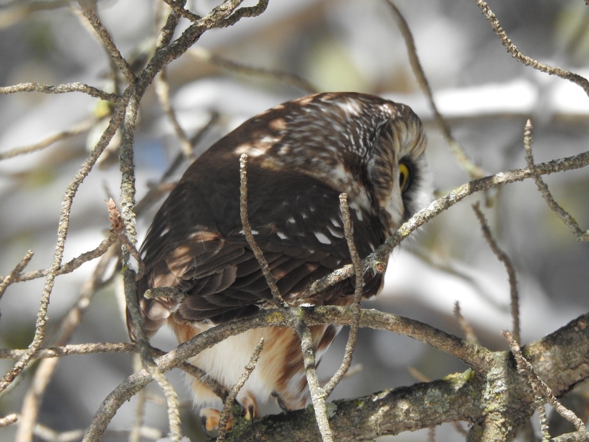 Northern Saw-whet Owl - ML280783871