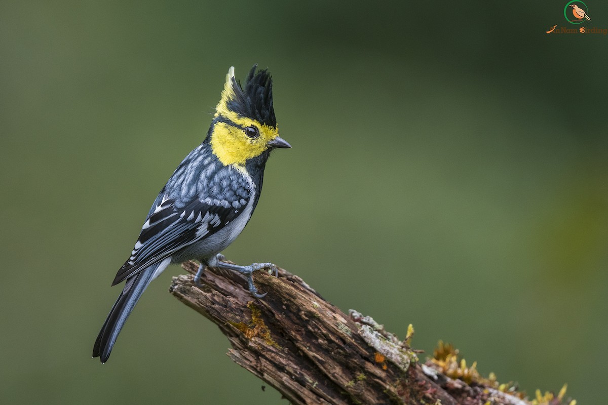 Yellow-cheeked Tit - Tim Dinh Annambirding