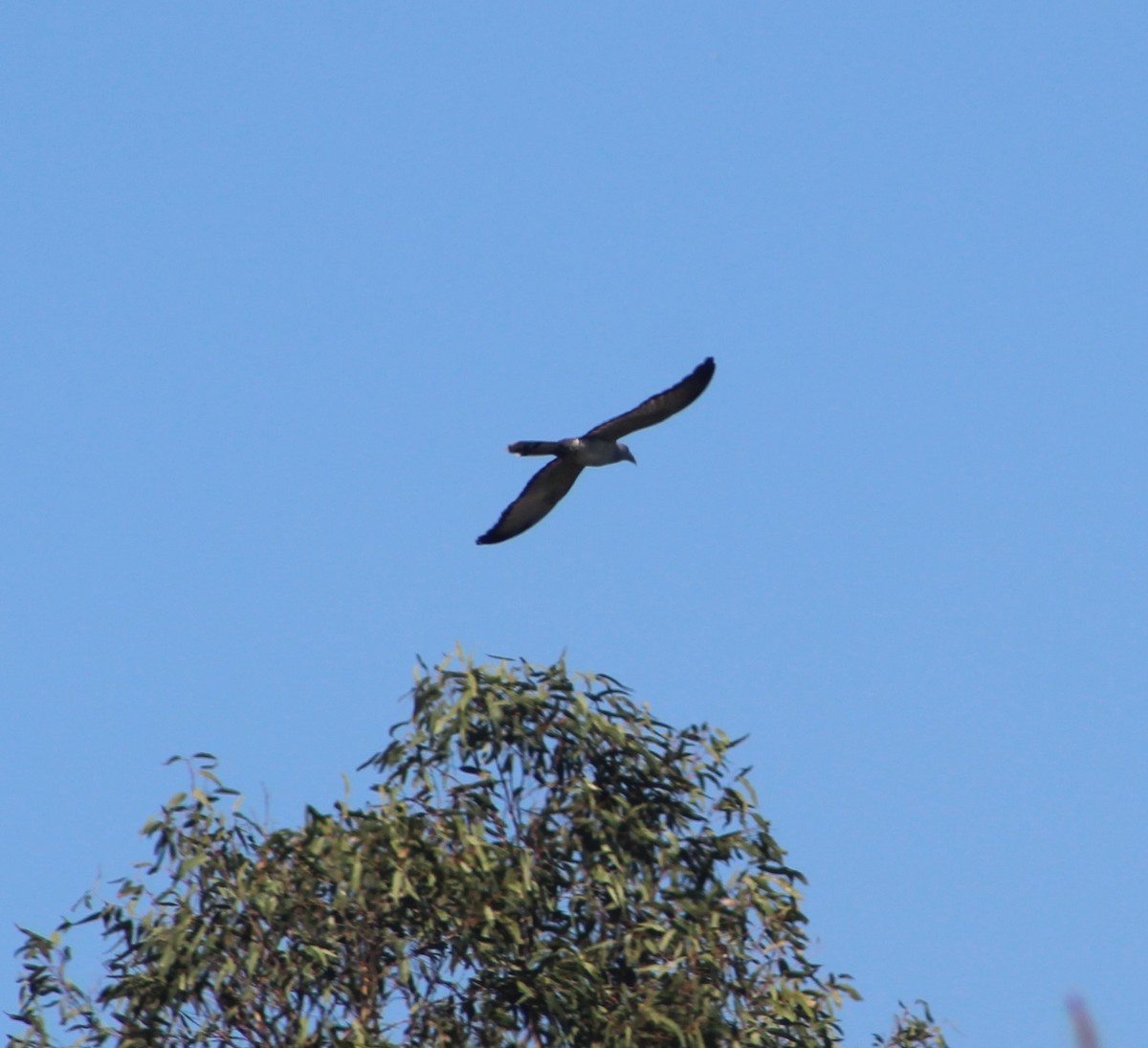 Channel-billed Cuckoo - ML280785491