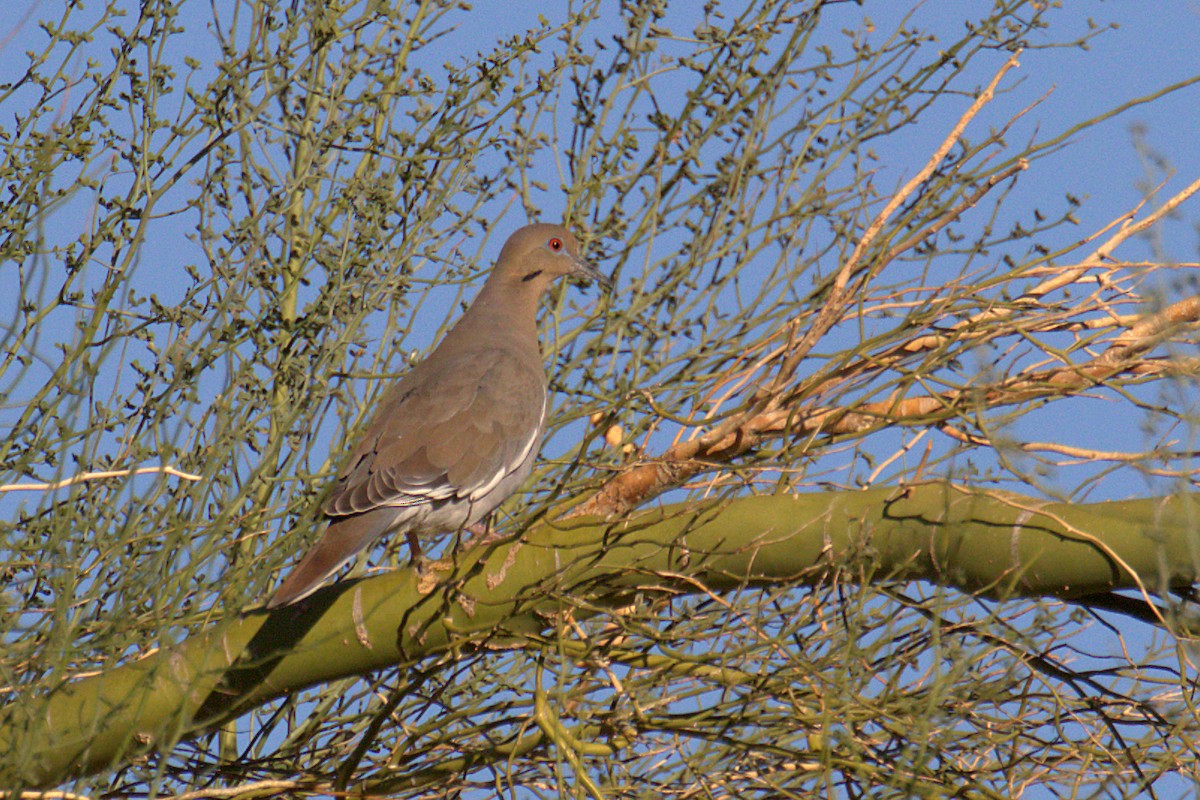 White-winged Dove - ML280786011