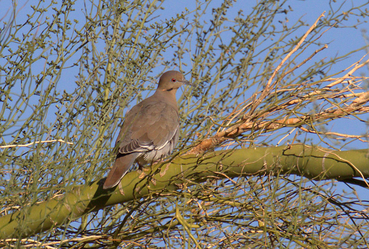 White-winged Dove - ML280786041