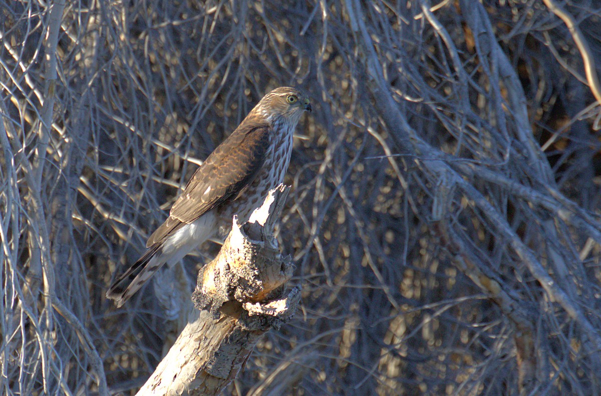 Sharp-shinned Hawk - ML280786141