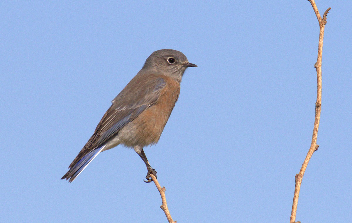 Western Bluebird - ML280786251