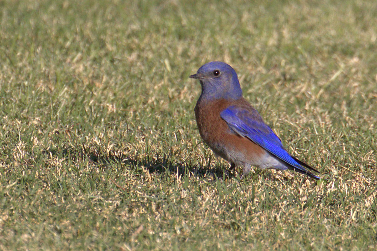 Western Bluebird - ML280786301