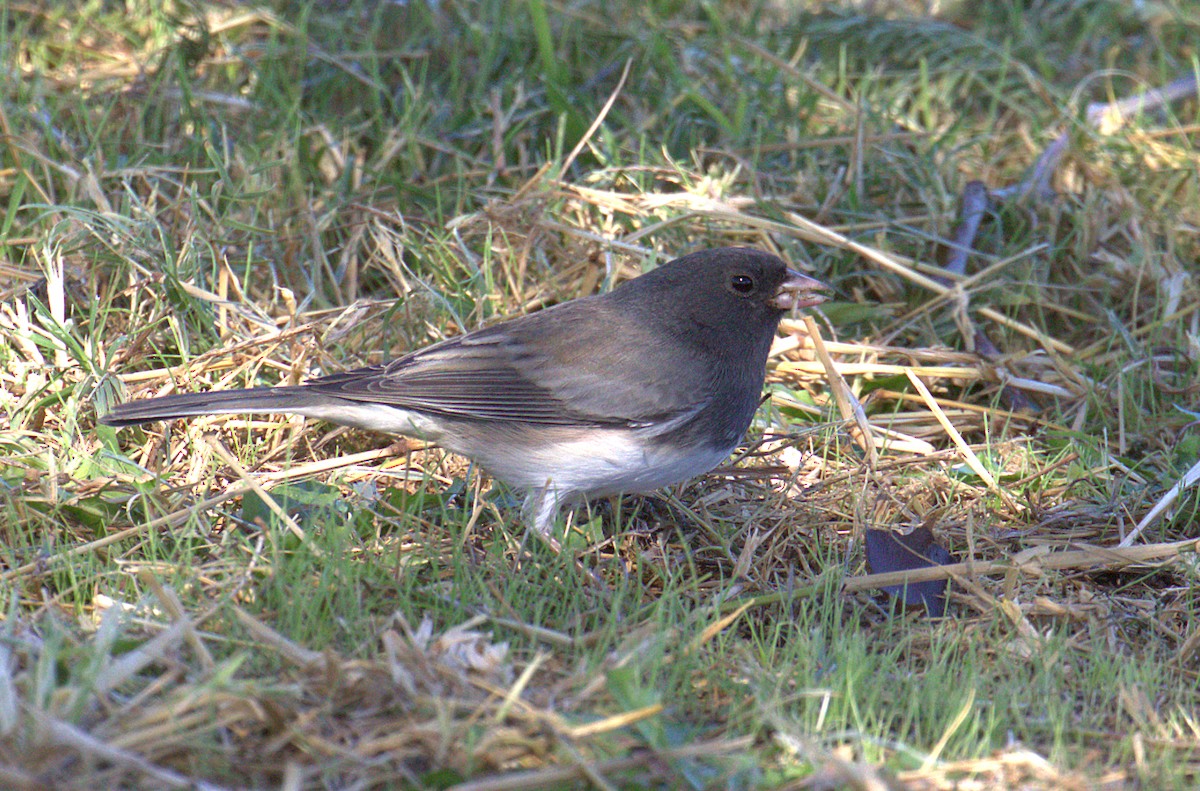 Dark-eyed Junco (Slate-colored/cismontanus) - ML280786501