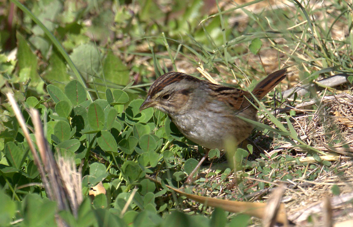 Swamp Sparrow - Curtis Marantz