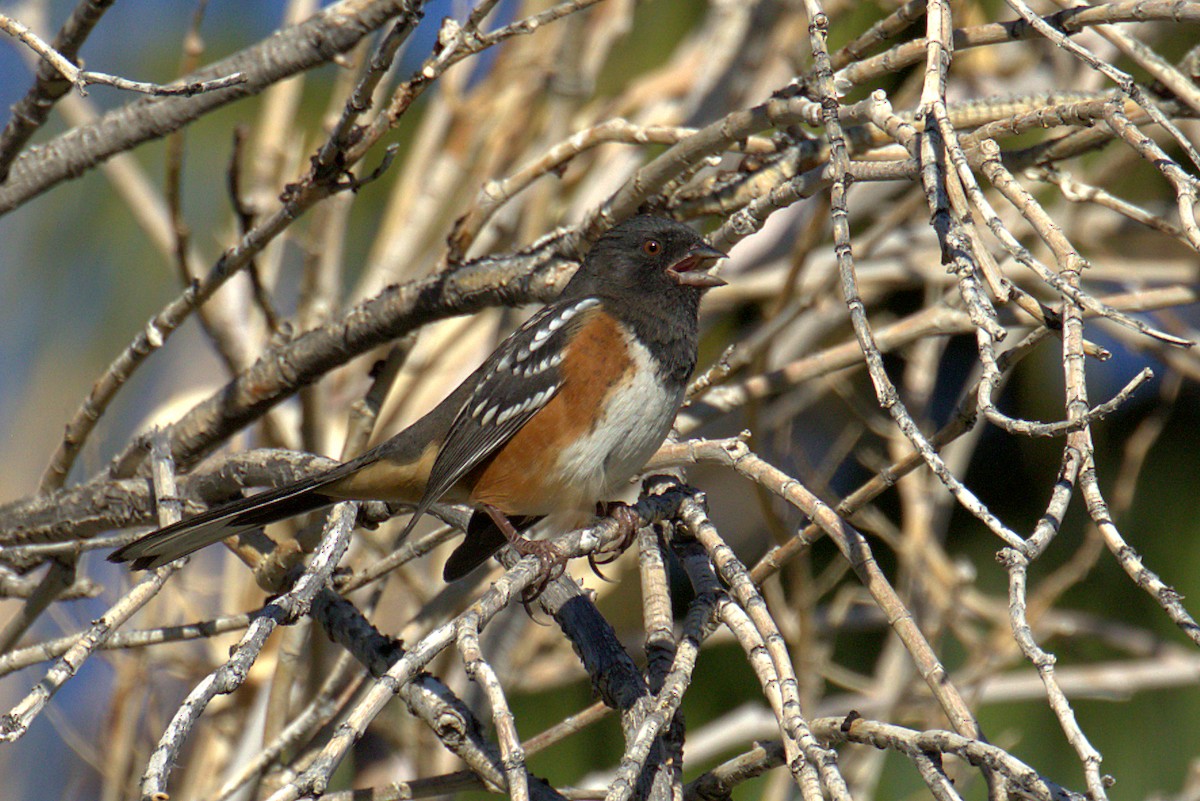 Spotted Towhee - Curtis Marantz