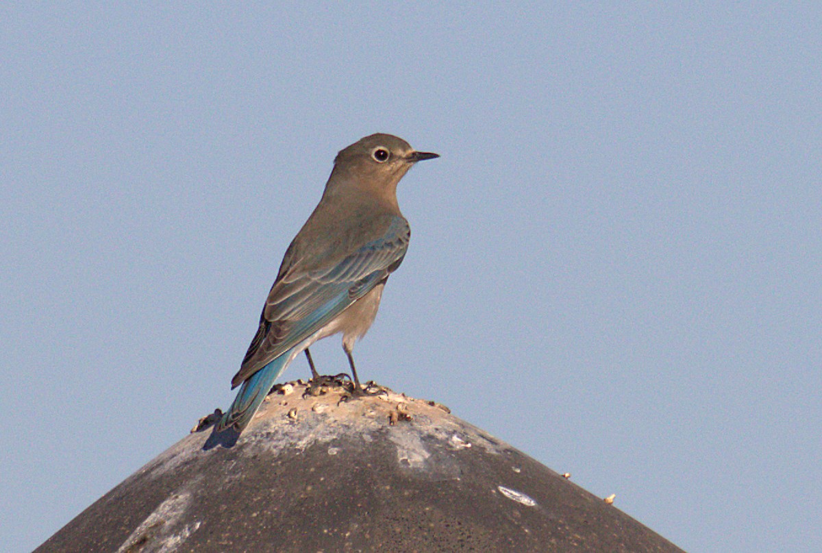 Mountain Bluebird - ML280786991