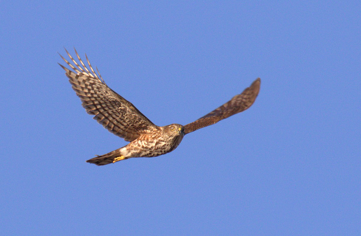 Sharp-shinned Hawk - ML280787061