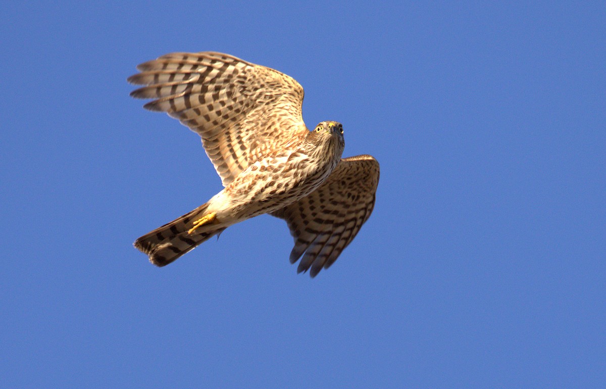 Sharp-shinned Hawk - ML280787081