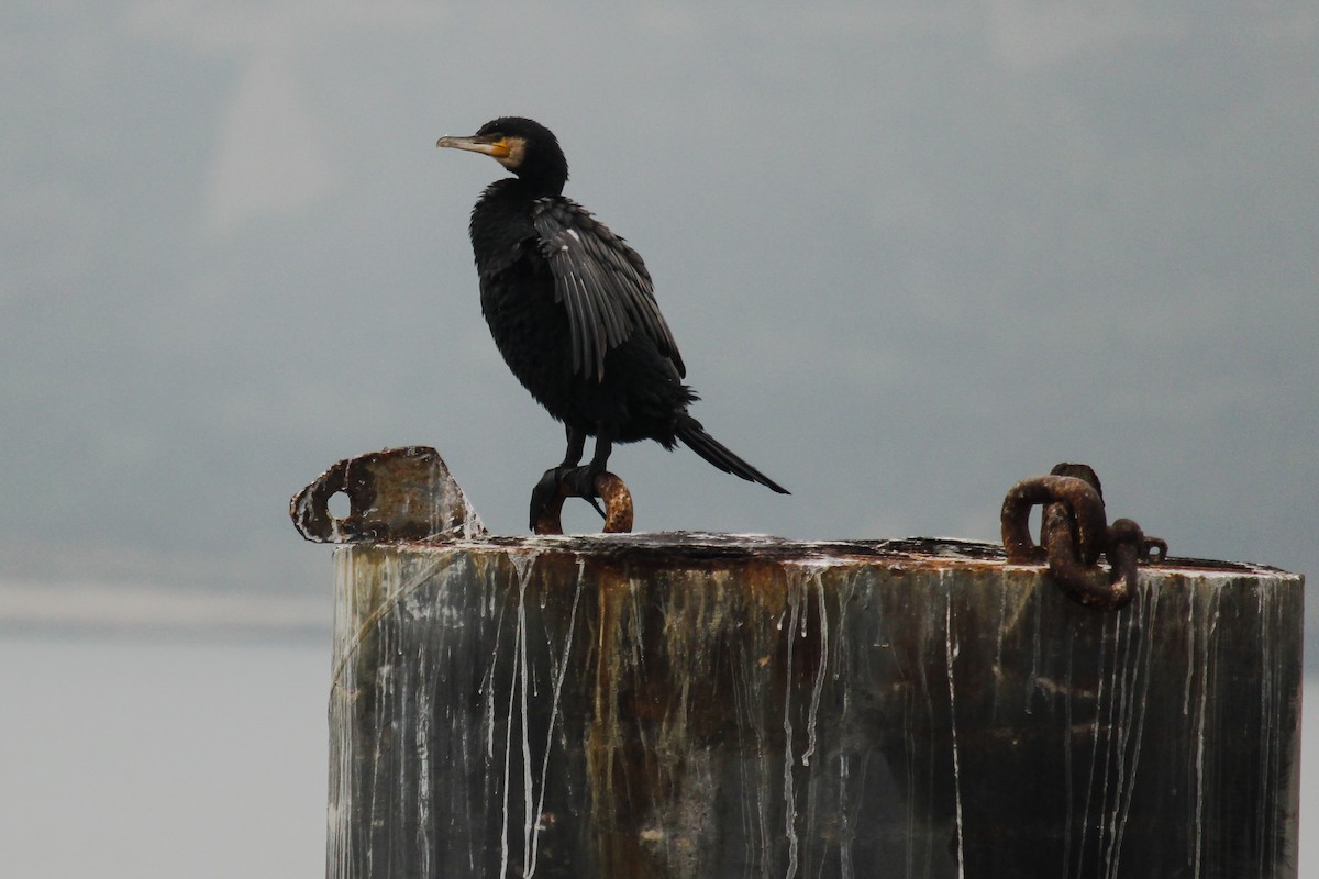 Great Cormorant - ML280789321