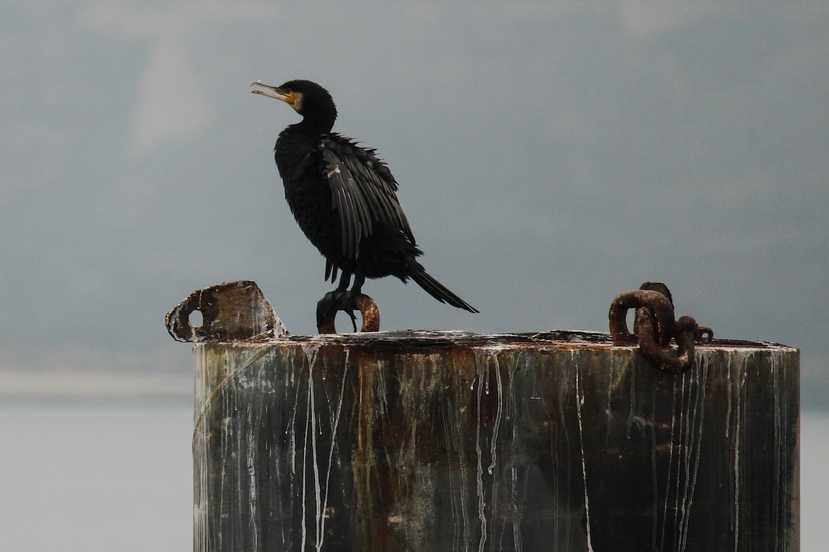 Great Cormorant - ML280789351