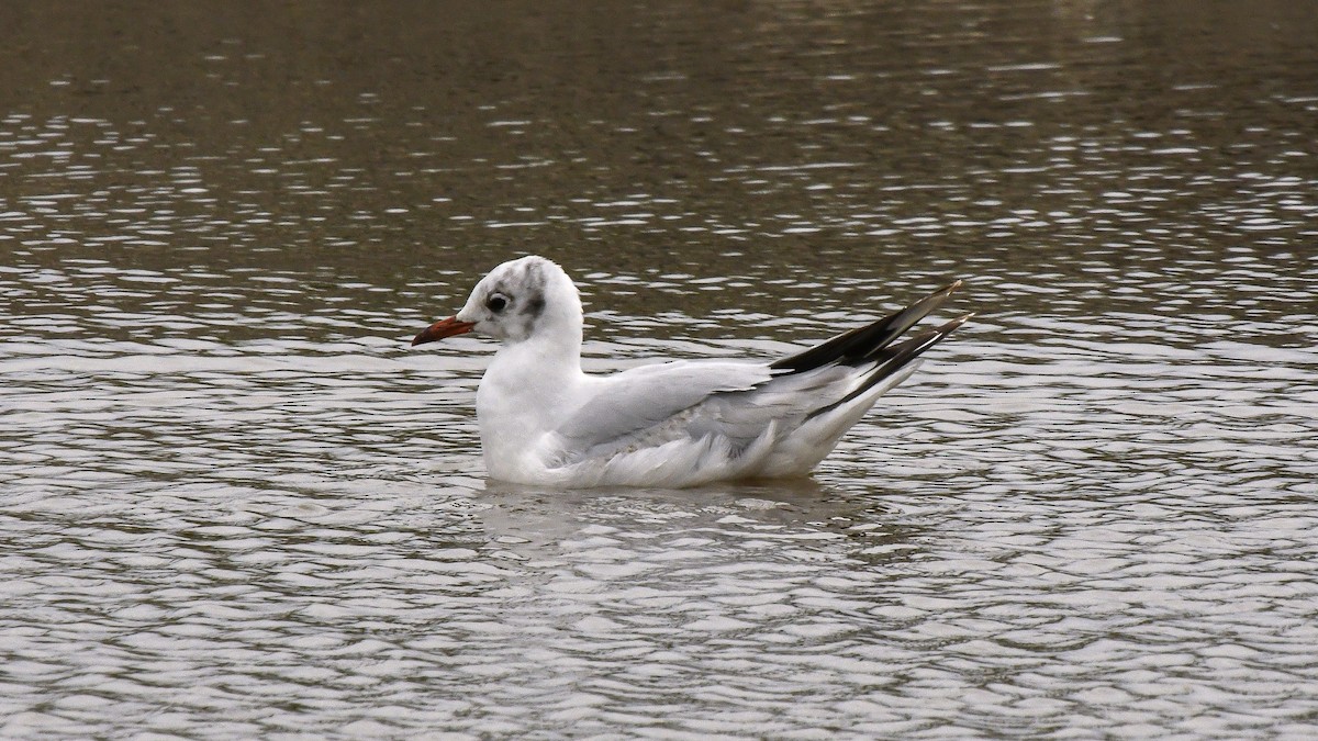 Brown-hooded Gull - Tianhao Zhang
