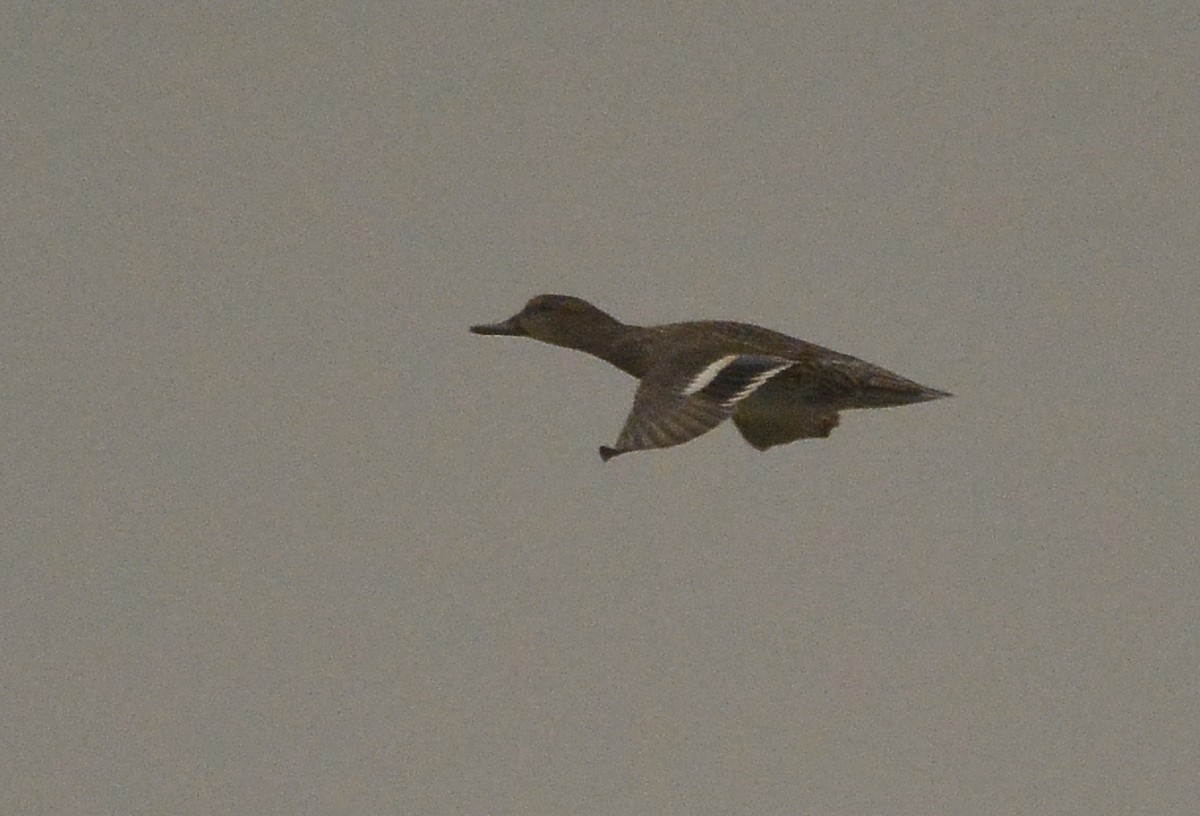 Green-winged Teal - ML280793861