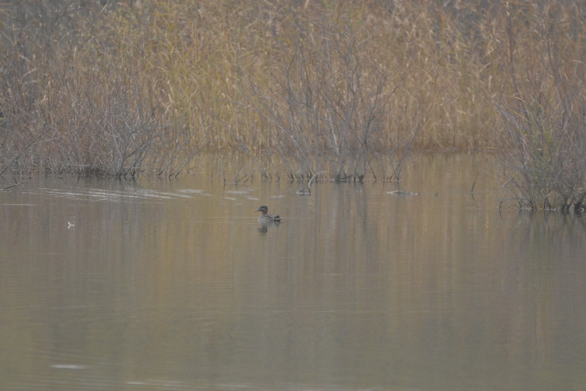 Green-winged Teal - Daniel Meeker