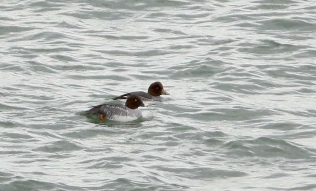 Common/Barrow's Goldeneye - Jay McGowan