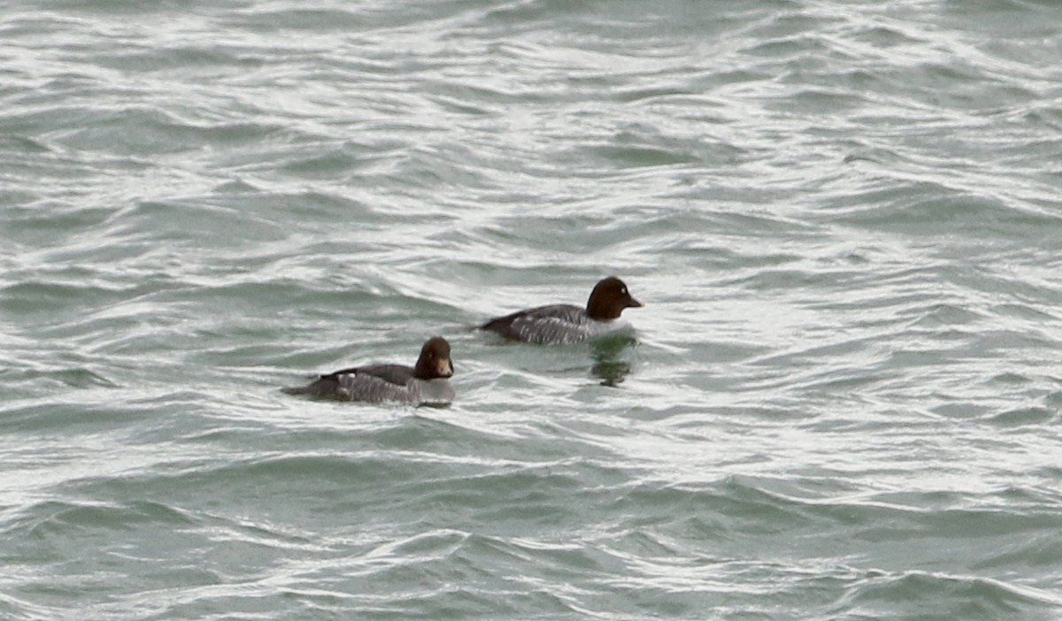 Common/Barrow's Goldeneye - Jay McGowan