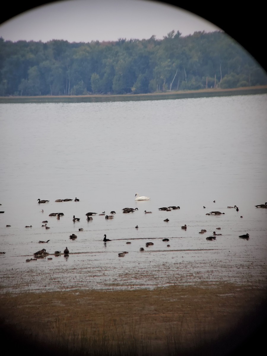 Trumpeter Swan - ML280797171