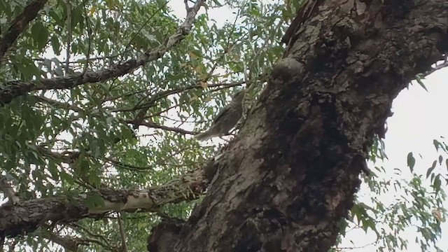 マミジロマネシツグミ - ML280797761