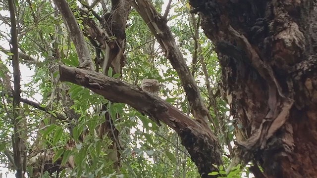 マミジロマネシツグミ - ML280797801