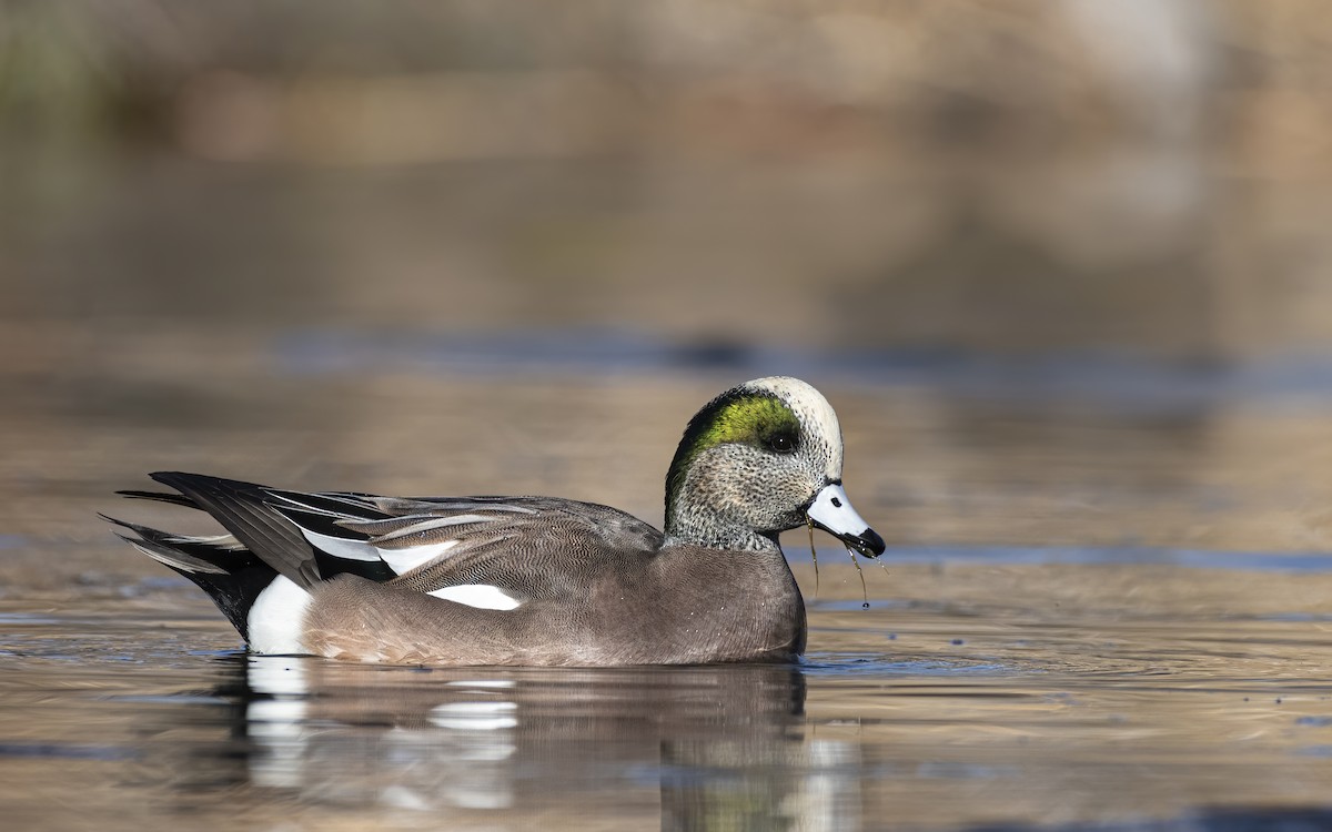 American Wigeon - ML280797851