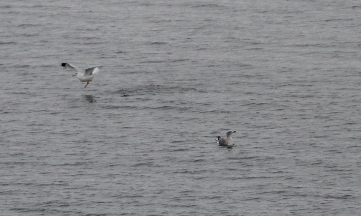 Lesser Black-backed Gull - ML280797901