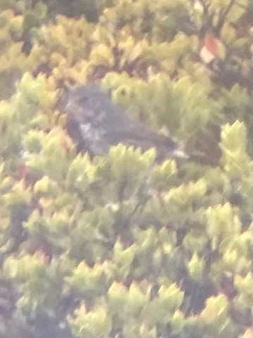 Fox Sparrow (Thick-billed) - ML280799851