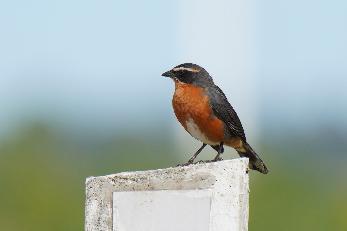 Black-and-rufous Warbling Finch - Luis Piñeyrua