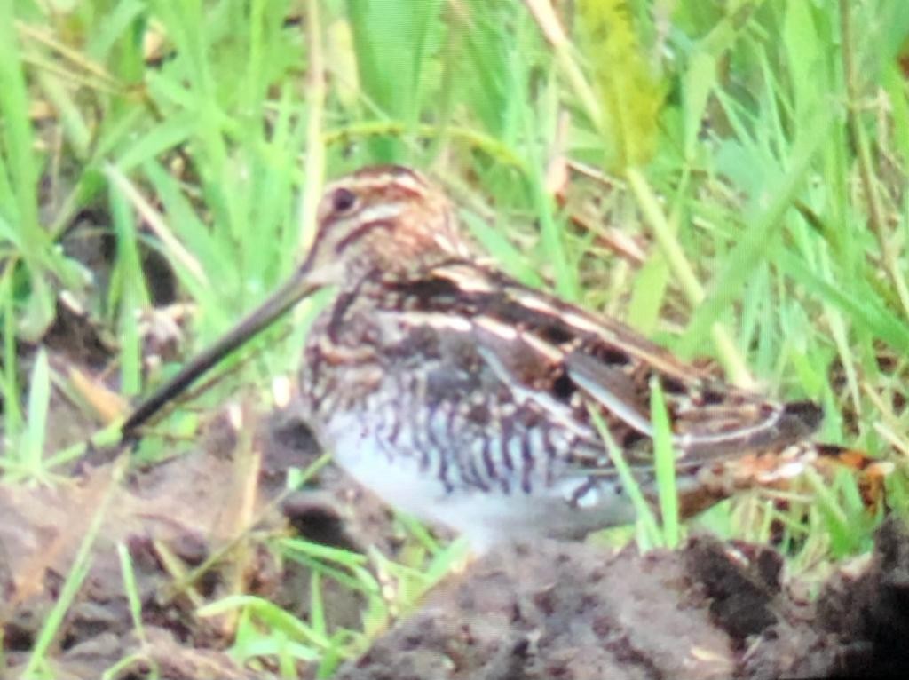 Wilson's Snipe - ML280799901