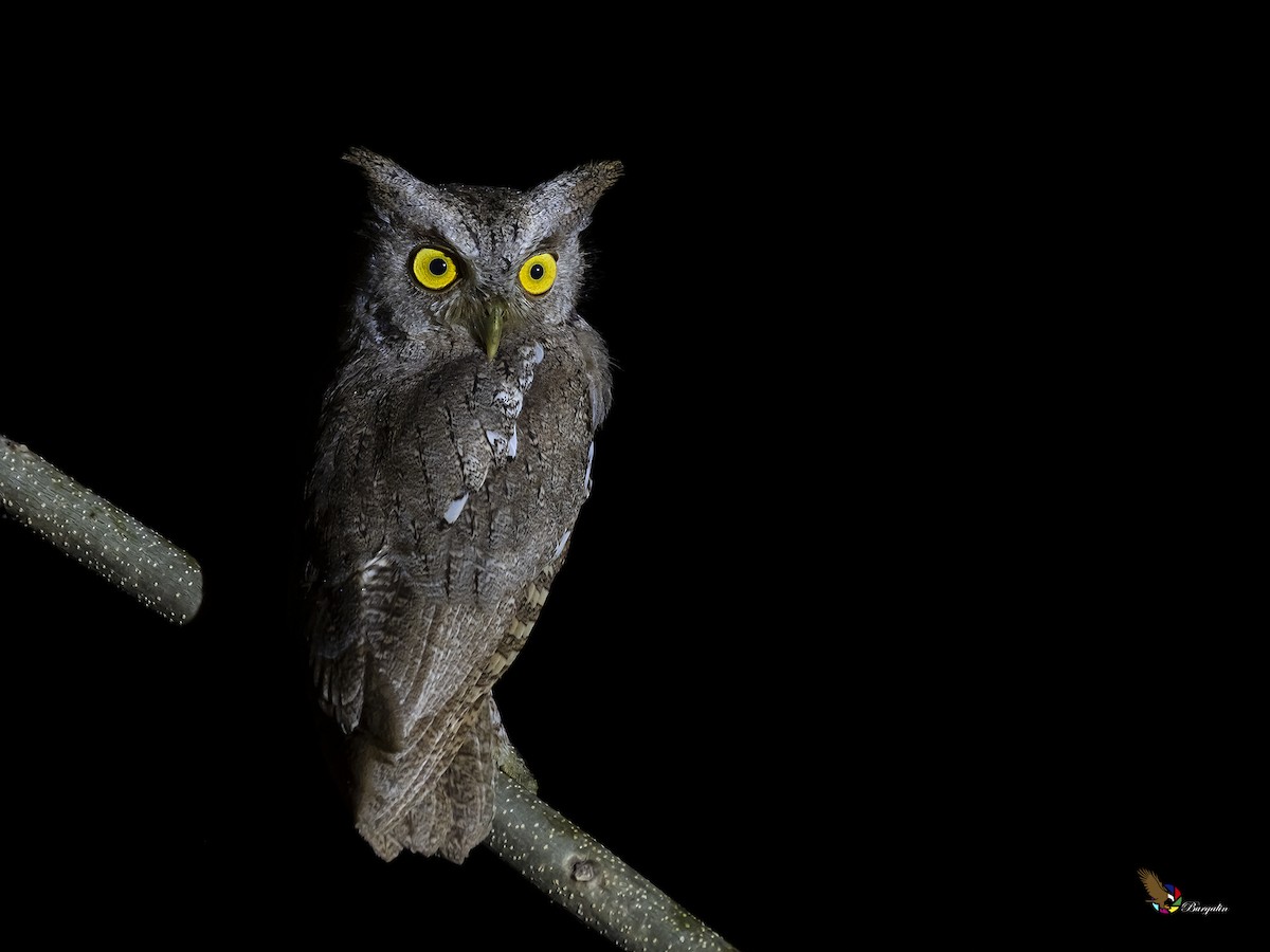 Pacific Screech-Owl - ML280804661