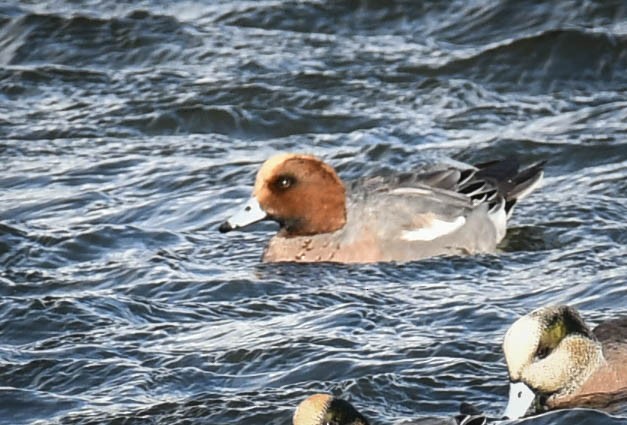 Eurasian Wigeon - Alan OHeron