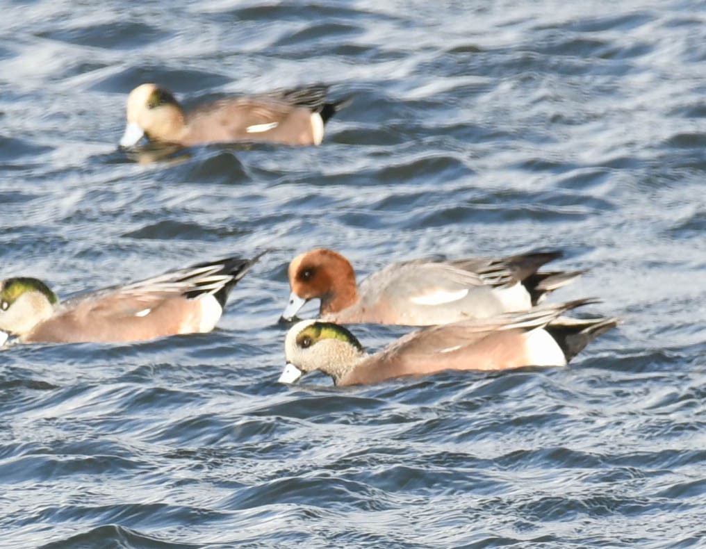 Eurasian Wigeon - ML280805221