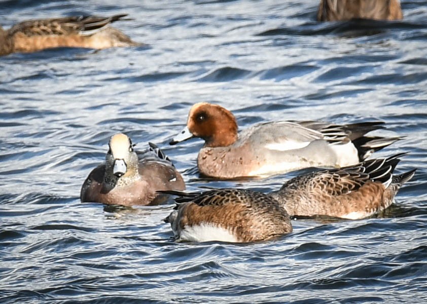 Eurasian Wigeon - ML280805231