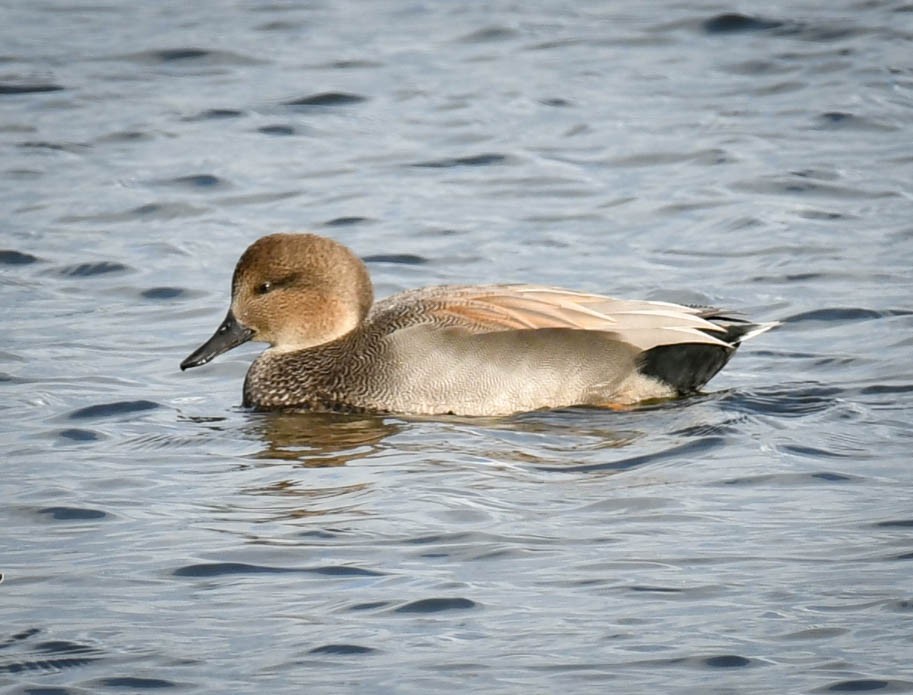 Gadwall - Alan OHeron