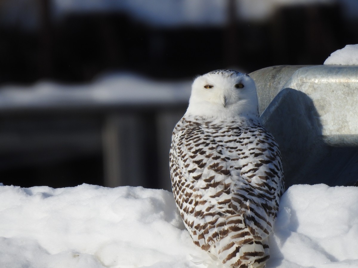 Snowy Owl - ML280805491