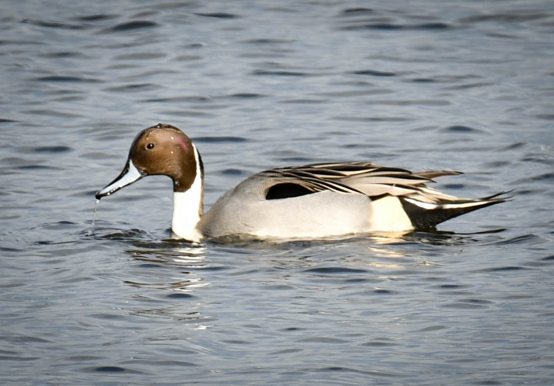 Northern Pintail - ML280805901