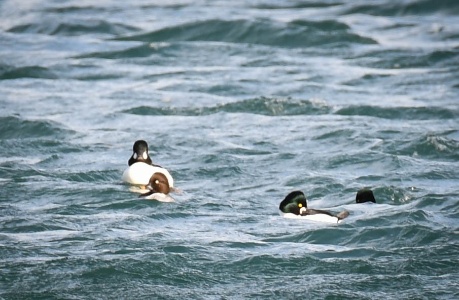 Common Goldeneye - Alan OHeron