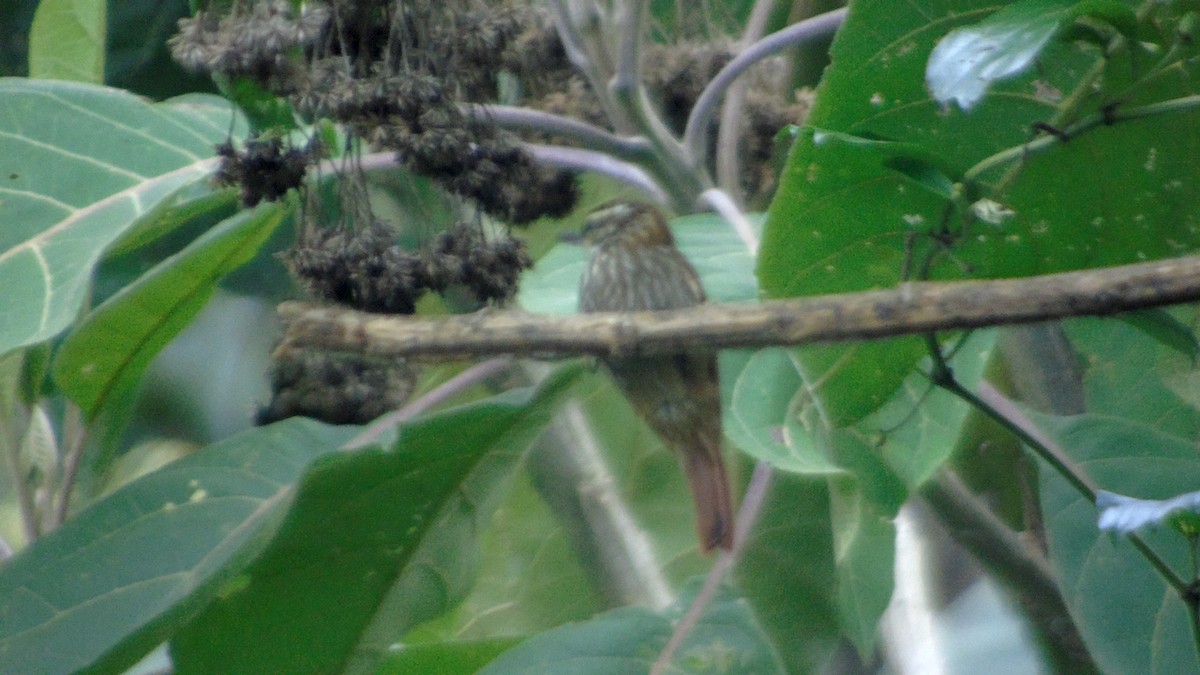 Streaked Xenops - ML280806191